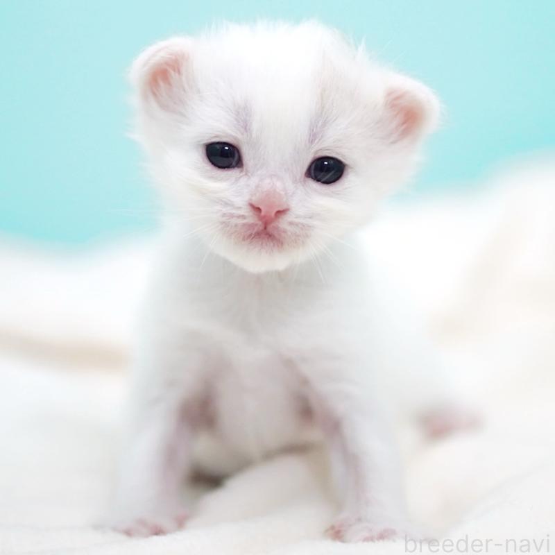 販売中の東京都のサイベリアン-137256の6枚目