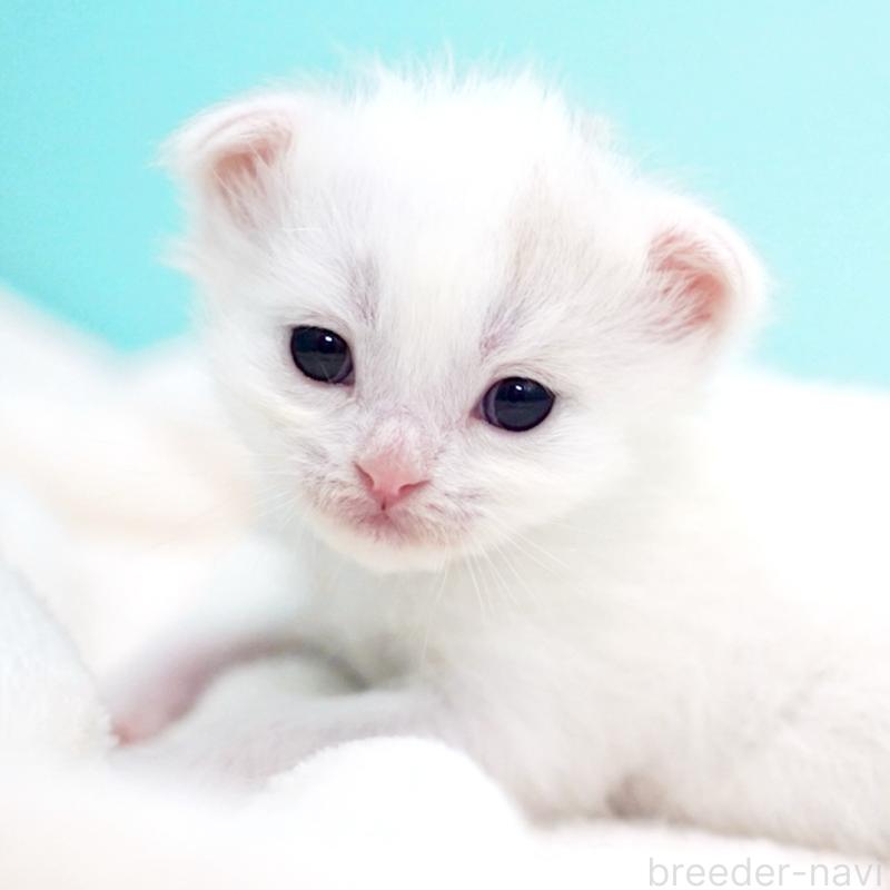 販売中の東京都のサイベリアン-137256の5枚目