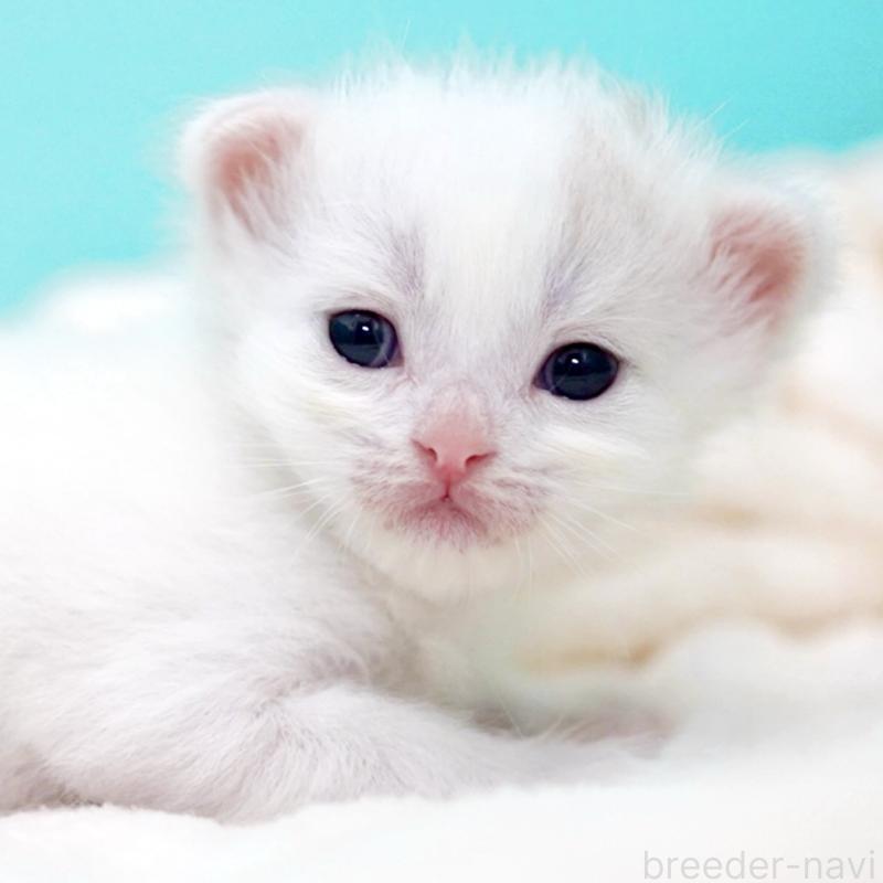 販売中の東京都のサイベリアン-137256の4枚目