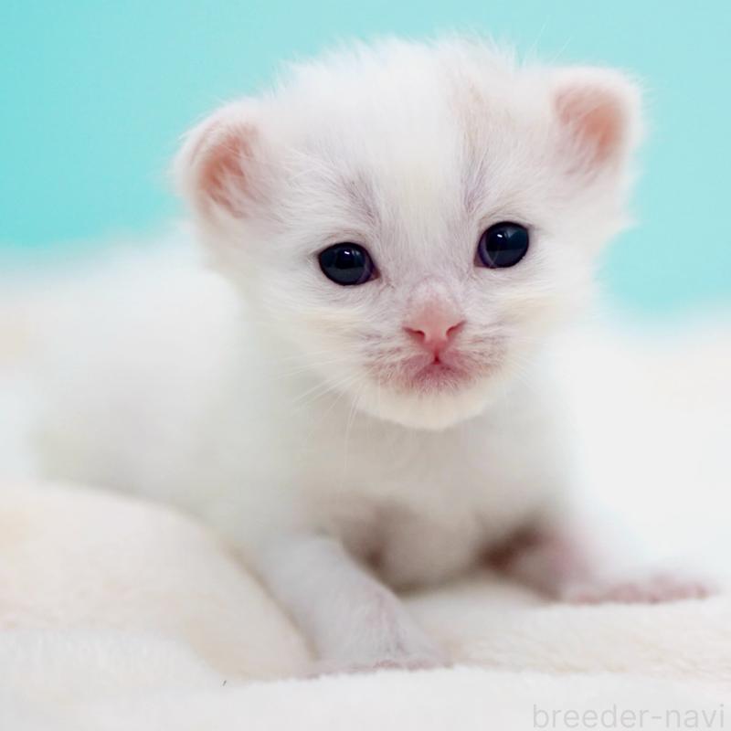 販売中の東京都のサイベリアン-137256の3枚目