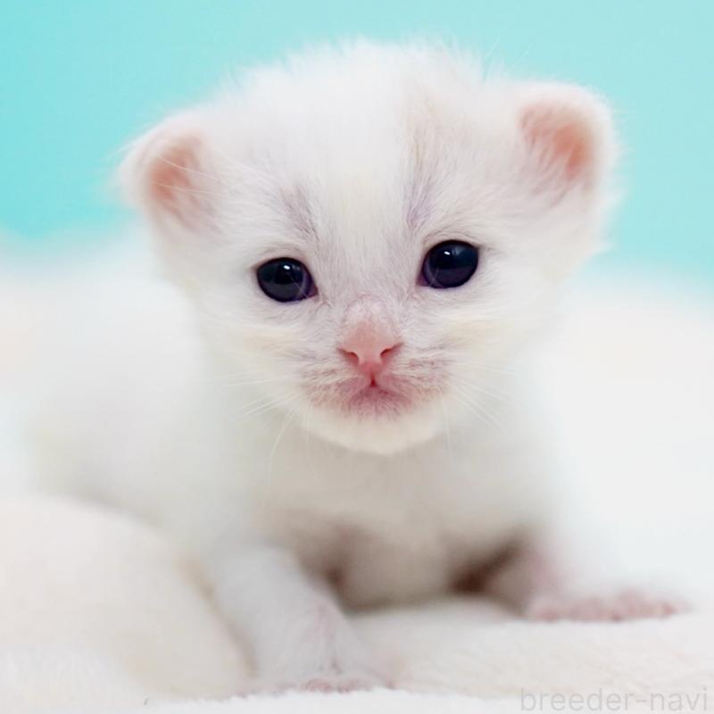 販売中の東京都のサイベリアン-137256の2枚目