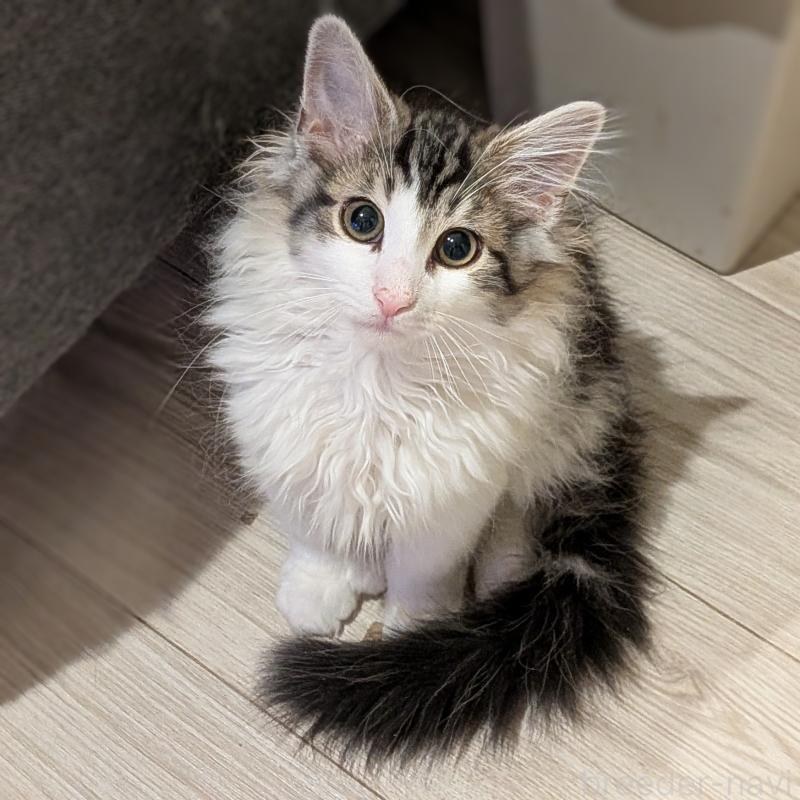 成約済ののノルウェージャンフォレストキャット-134169