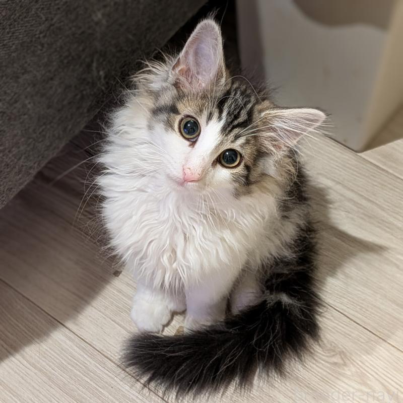 成約済の埼玉県のノルウェージャンフォレストキャット-134169の2枚目