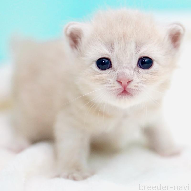 販売中の東京都のサイベリアン-137257