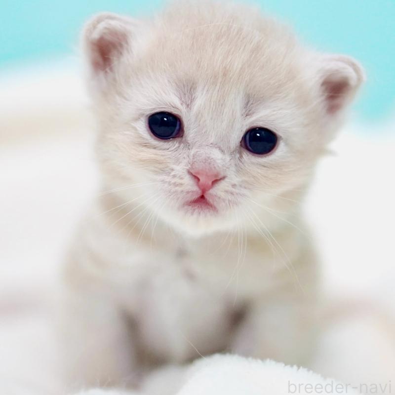 販売中の東京都のサイベリアン-137257の15枚目