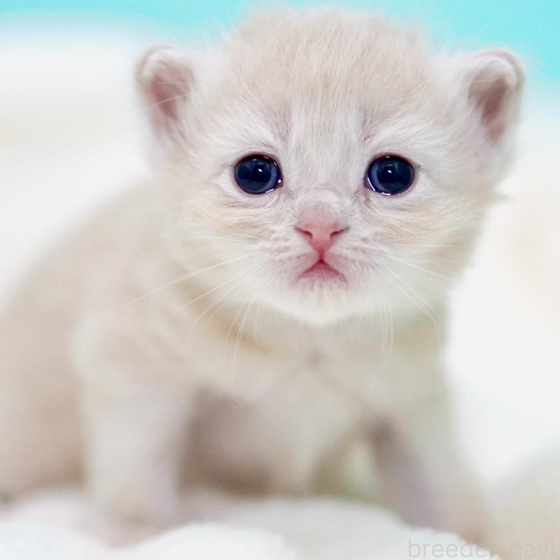 販売中の東京都のサイベリアン-137257の14枚目