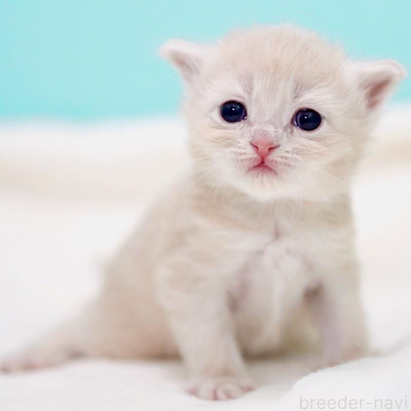 販売中の東京都のサイベリアン-137257の13枚目