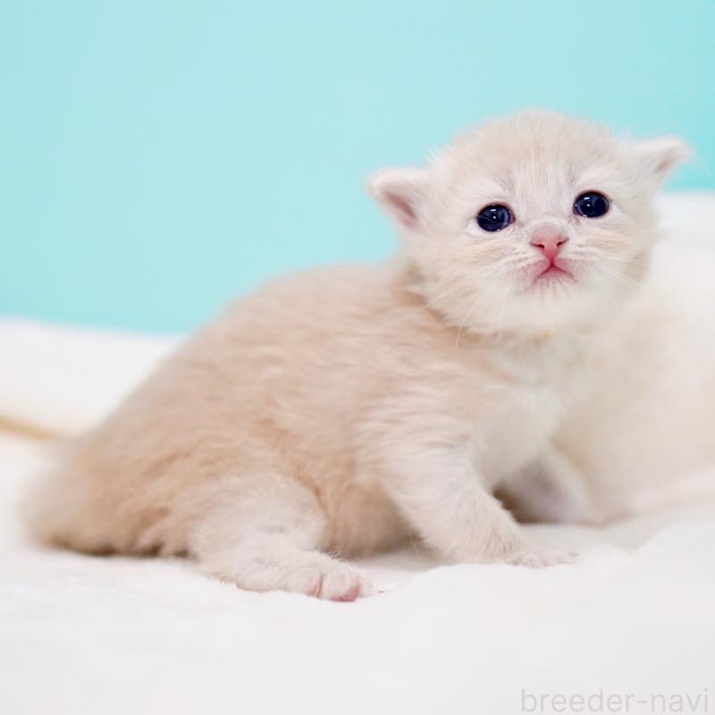 販売中の東京都のサイベリアン-137257の12枚目