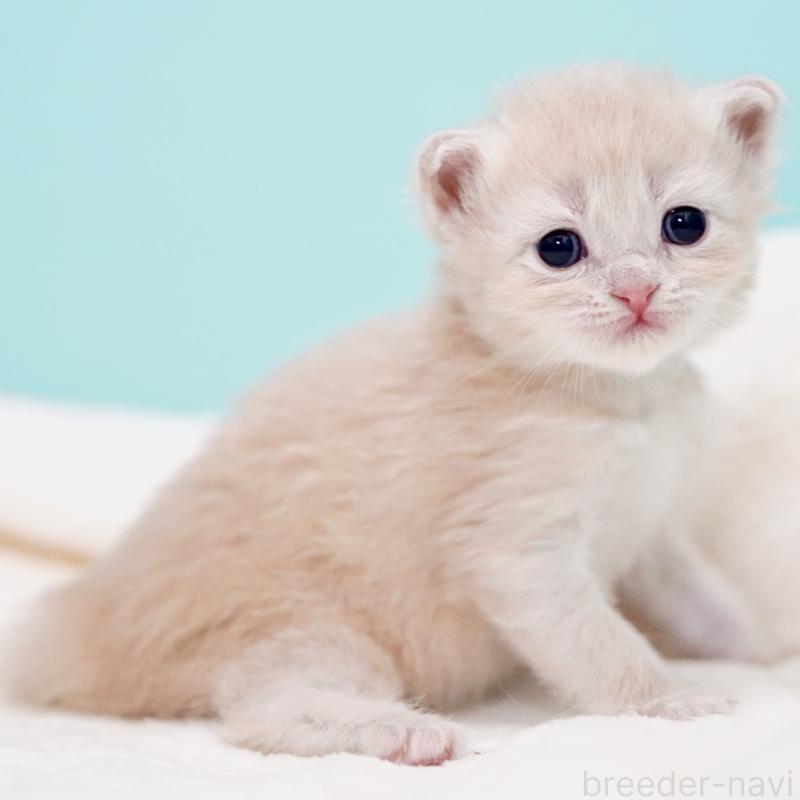 販売中の東京都のサイベリアン-137257の11枚目