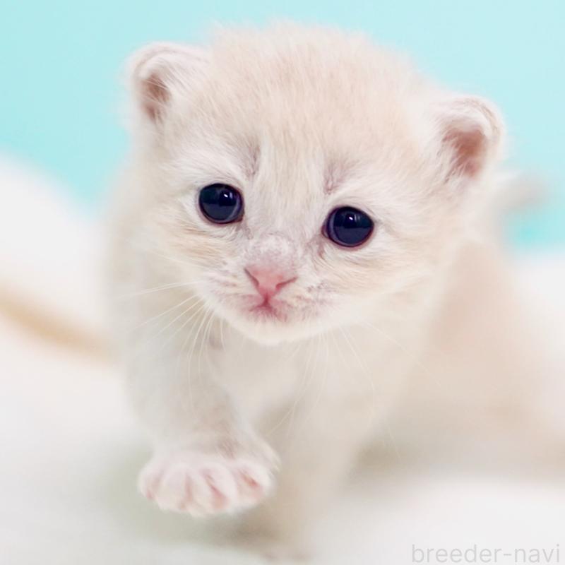 販売中の東京都のサイベリアン-137257の10枚目