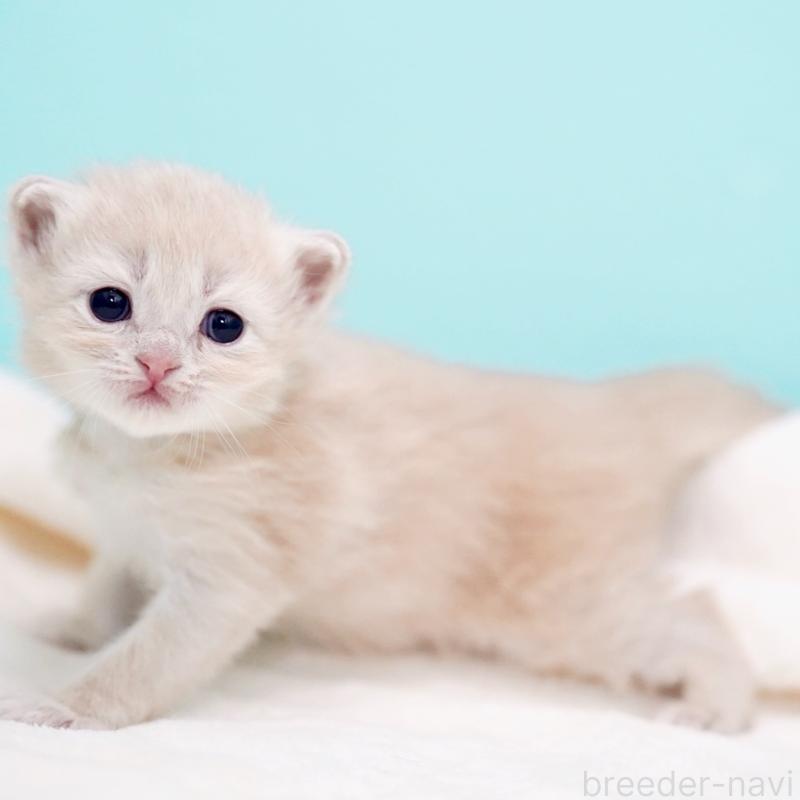 販売中の東京都のサイベリアン-137257の9枚目