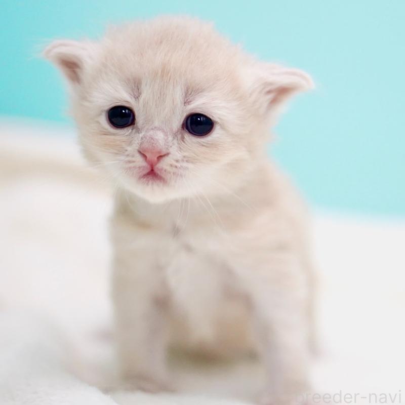 販売中の東京都のサイベリアン-137257の8枚目