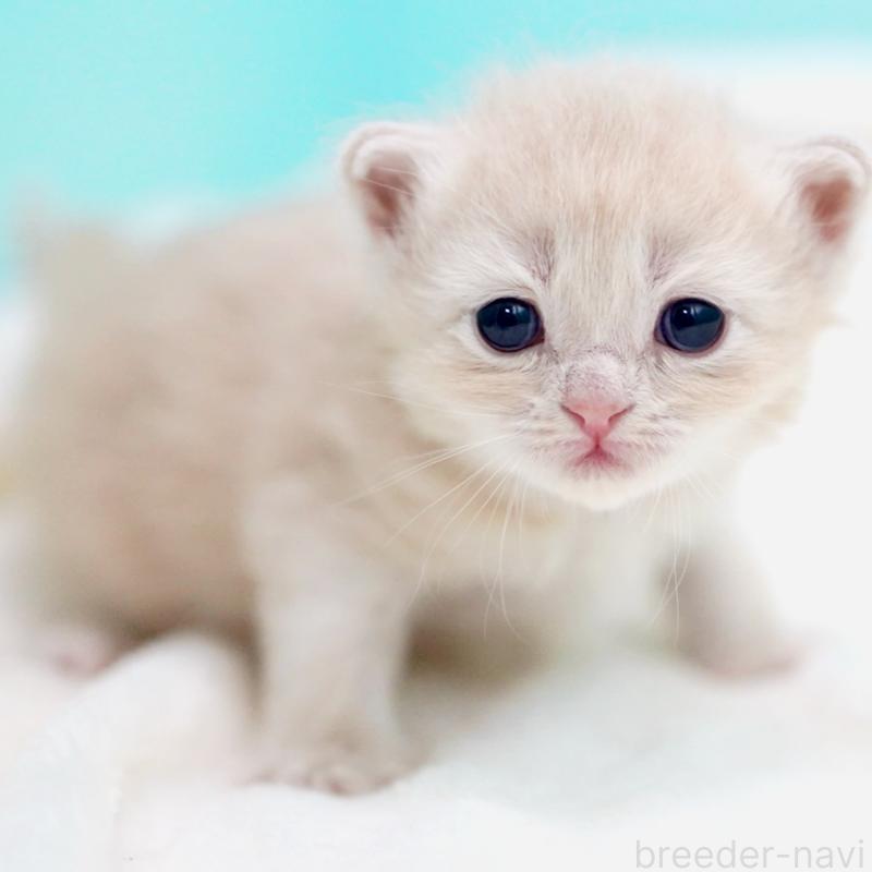 販売中の東京都のサイベリアン-137257の7枚目