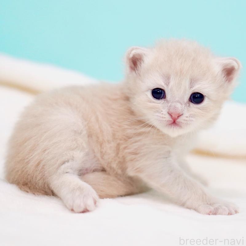 販売中の東京都のサイベリアン-137257の6枚目