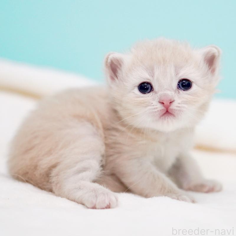 販売中の東京都のサイベリアン-137257の5枚目