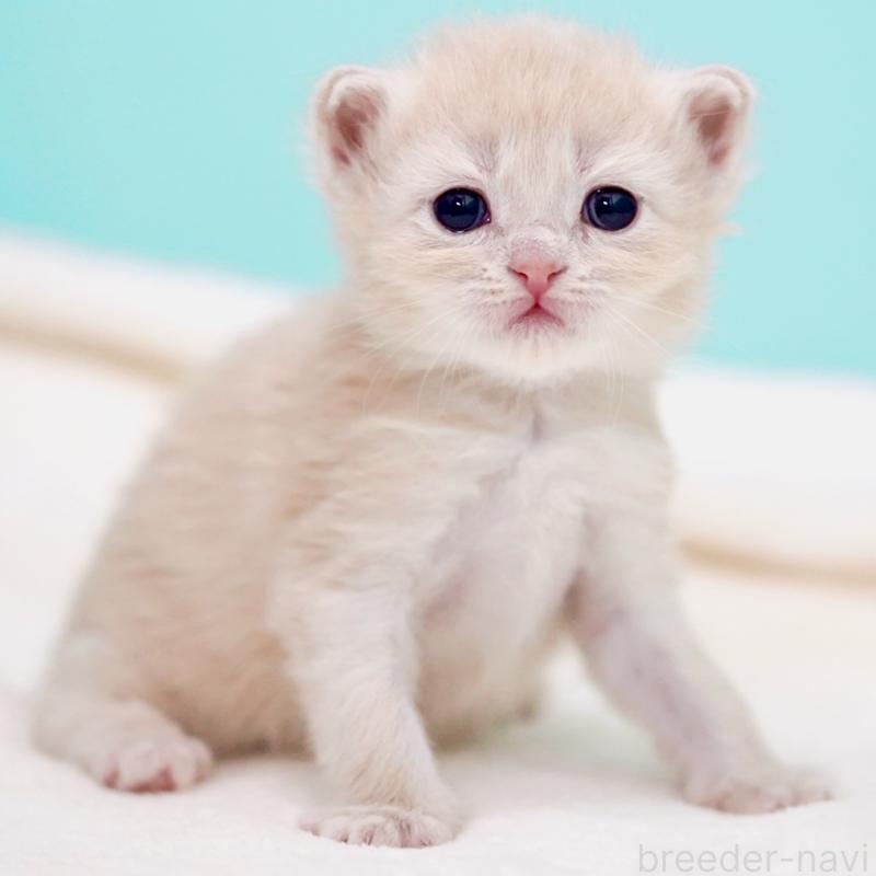 販売中の東京都のサイベリアン-137257の4枚目