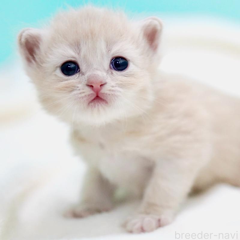 販売中の東京都のサイベリアン-137257の3枚目