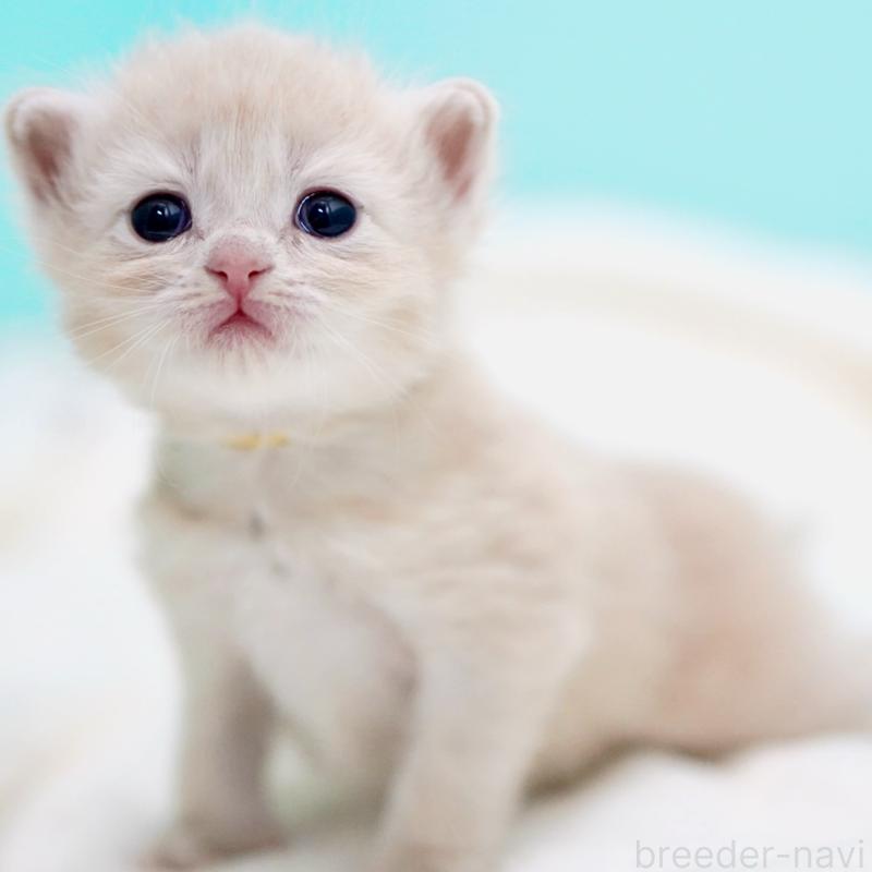 販売中の東京都のサイベリアン-137257の2枚目