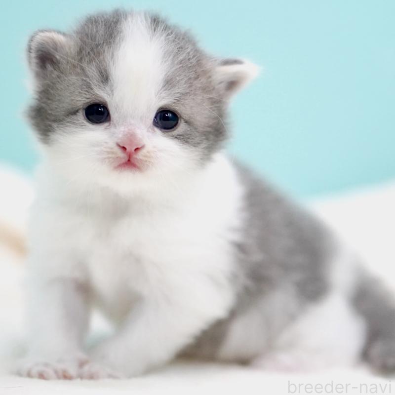 販売中の東京都のサイベリアン-137258の15枚目