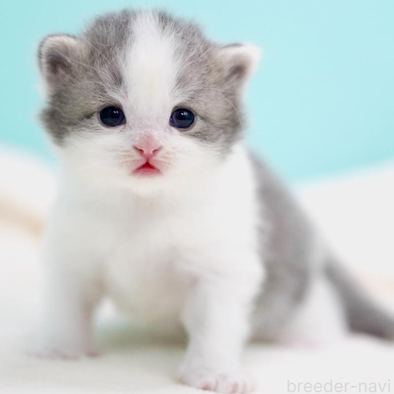 販売中の東京都のサイベリアン-137258の14枚目