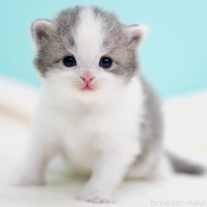 販売中の東京都のサイベリアン-137258の13枚目