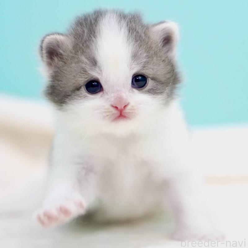 販売中の東京都のサイベリアン-137258の12枚目