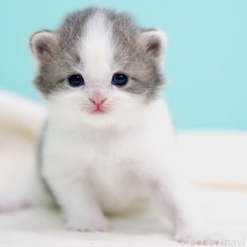 販売中の東京都のサイベリアン-137258の11枚目