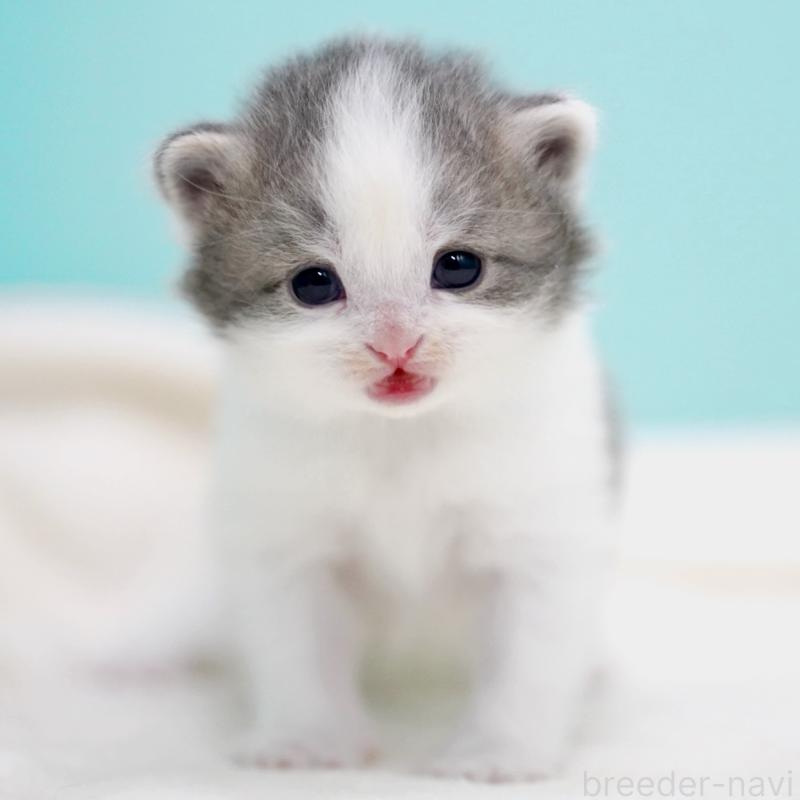 販売中の東京都のサイベリアン-137258の10枚目