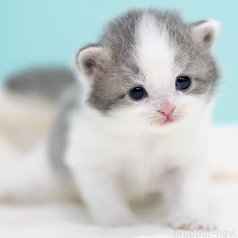 販売中の東京都のサイベリアン-137258の8枚目