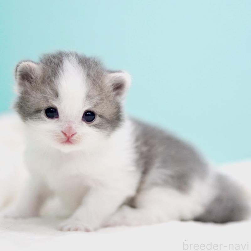 販売中の東京都のサイベリアン-137258の7枚目