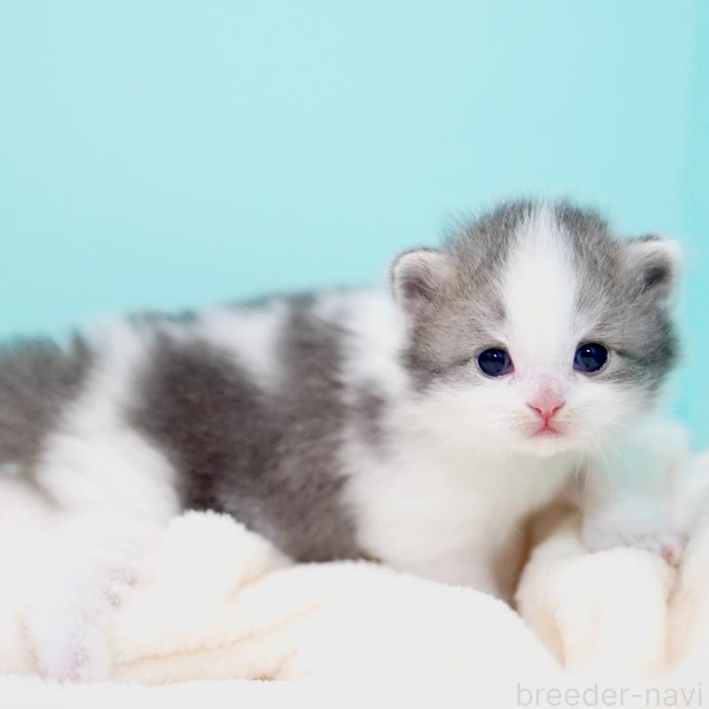 販売中の東京都のサイベリアン-137258の6枚目