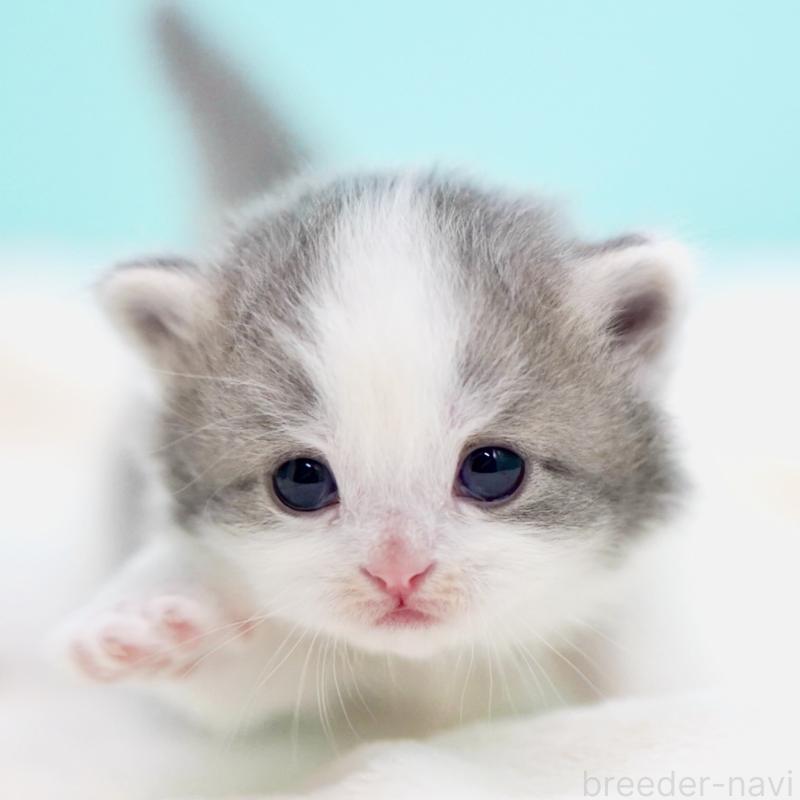 販売中の東京都のサイベリアン-137258の3枚目