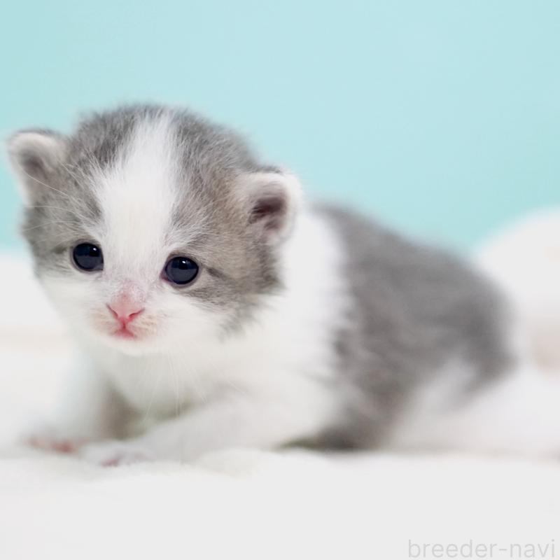 販売中の東京都のサイベリアン-137258の2枚目