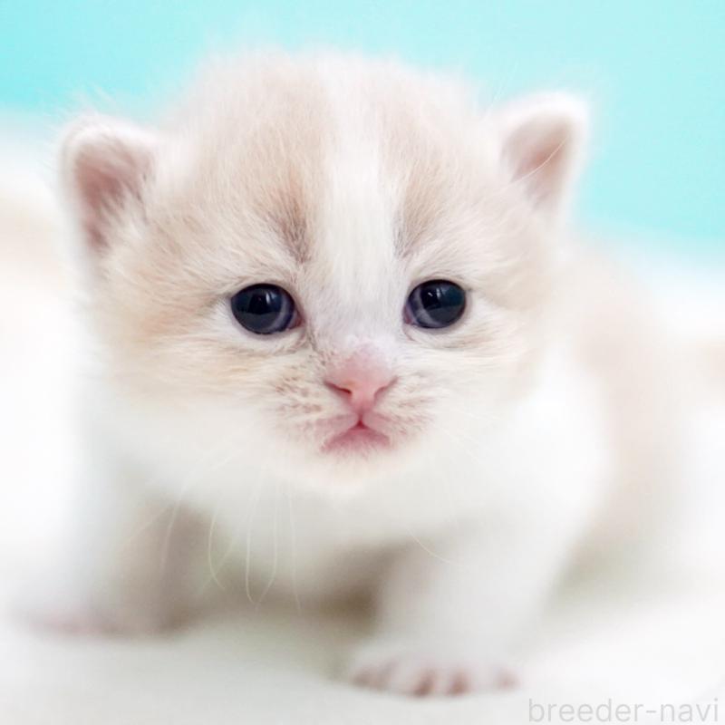 販売中の東京都のサイベリアン-137259の15枚目