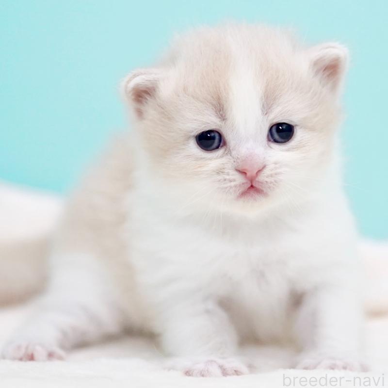 販売中の東京都のサイベリアン-137259の14枚目