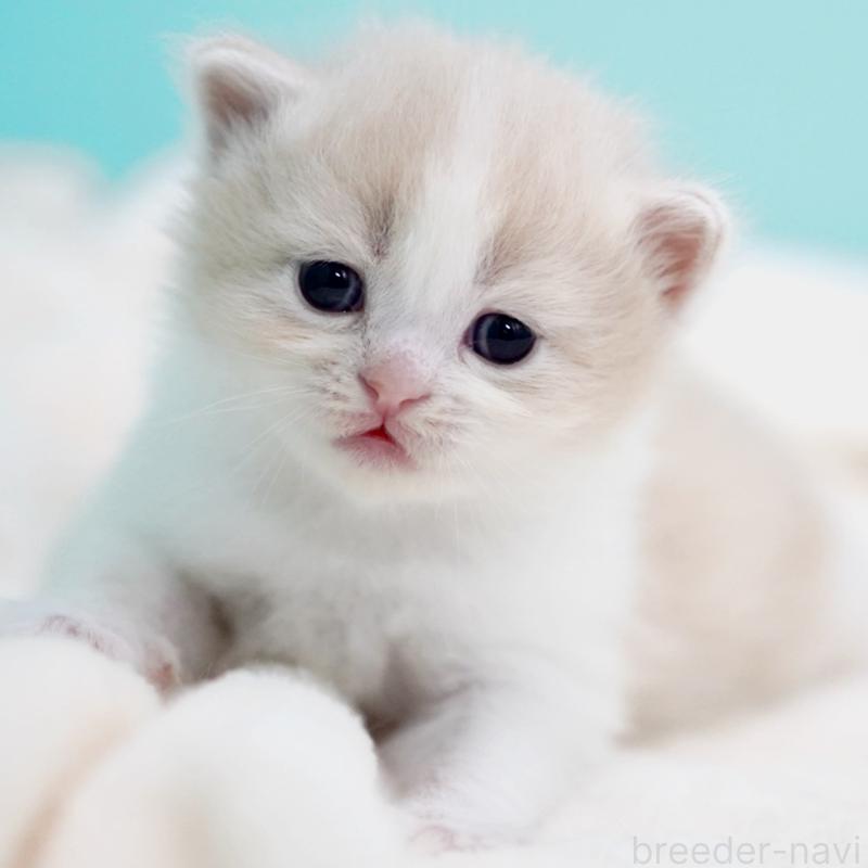 販売中の東京都のサイベリアン-137259の12枚目