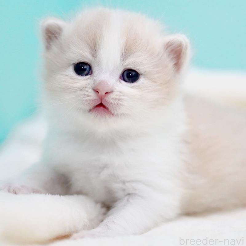 販売中の東京都のサイベリアン-137259の11枚目