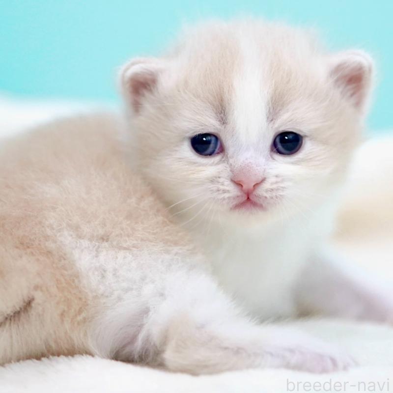 販売中の東京都のサイベリアン-137259の10枚目