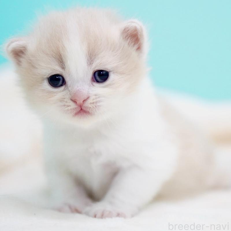 販売中の東京都のサイベリアン-137259の9枚目