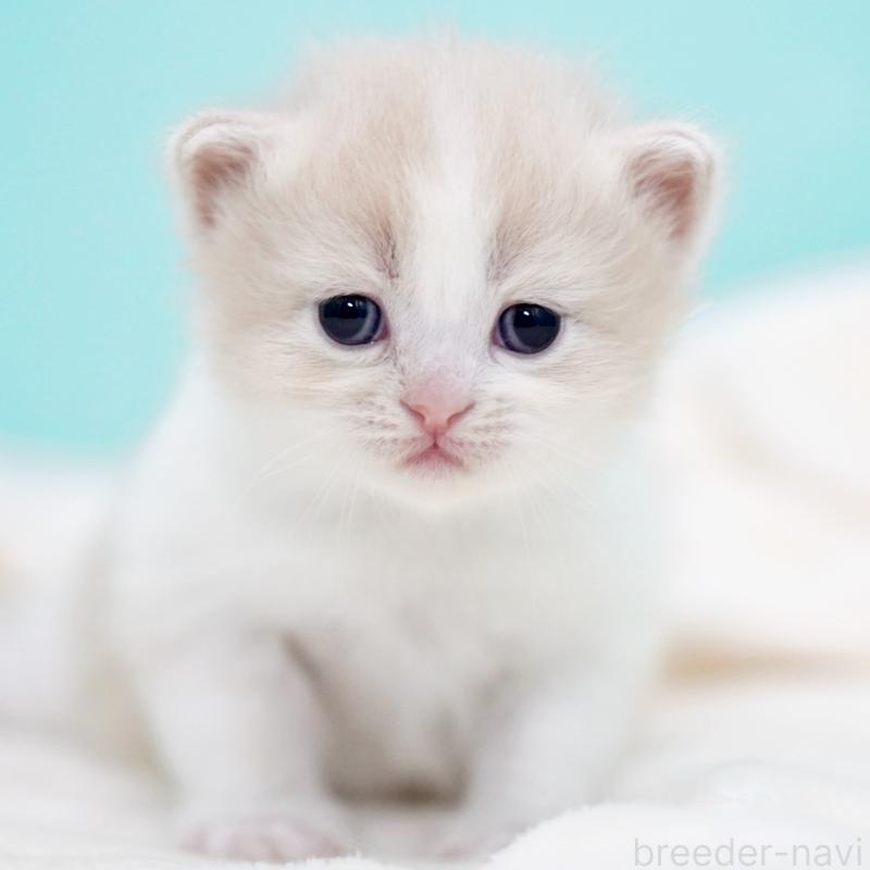 販売中の東京都のサイベリアン-137259の8枚目