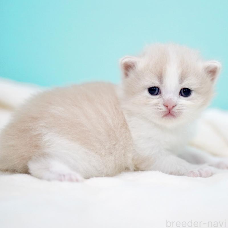 販売中の東京都のサイベリアン-137259の7枚目