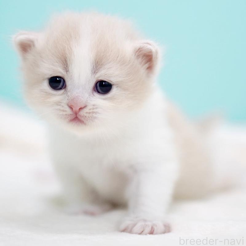 販売中の東京都のサイベリアン-137259の4枚目