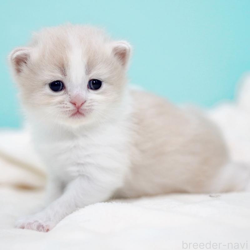 販売中の東京都のサイベリアン-137259の2枚目