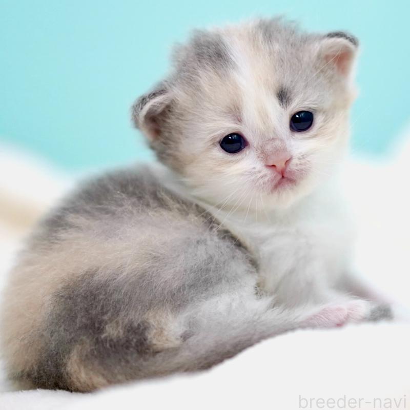 販売中の東京都のサイベリアン-137260の14枚目