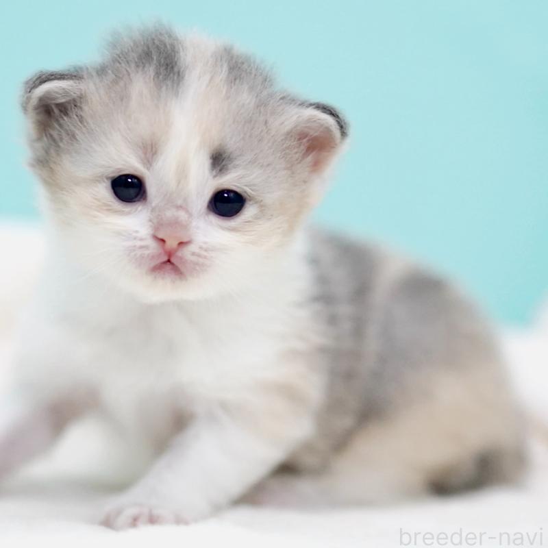 販売中の東京都のサイベリアン-137260の13枚目