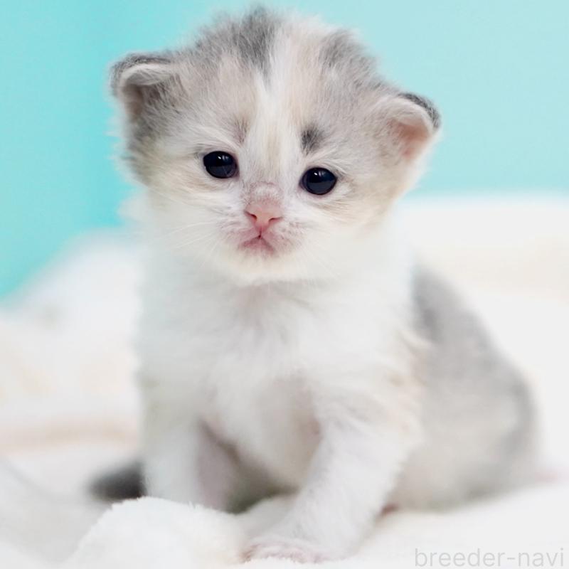 販売中の東京都のサイベリアン-137260の12枚目