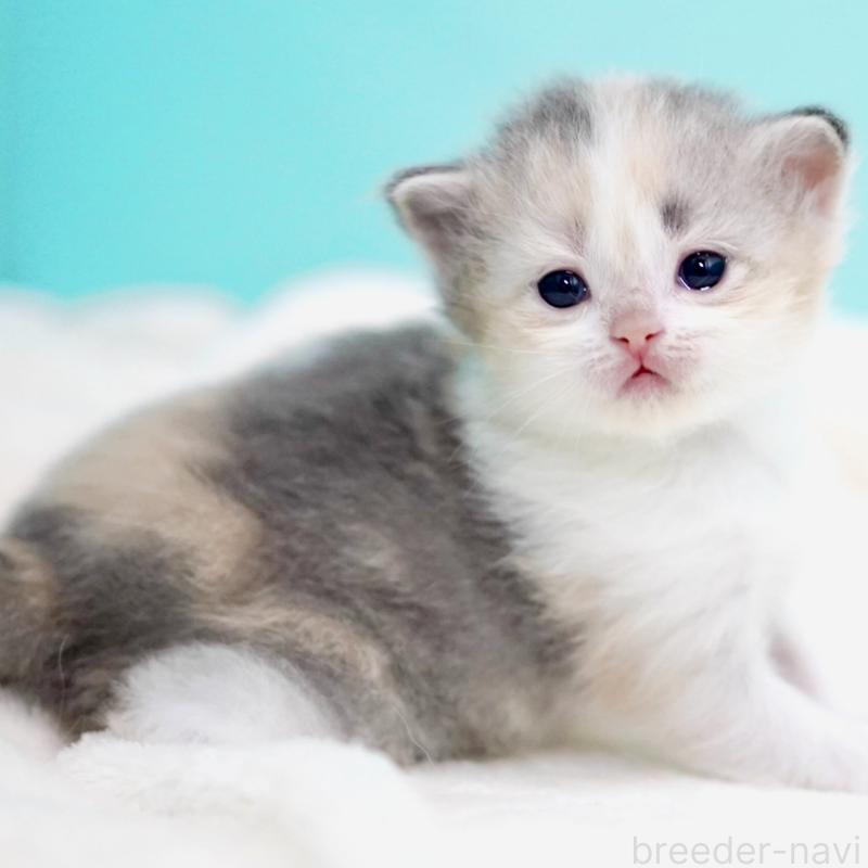 販売中の東京都のサイベリアン-137260の10枚目