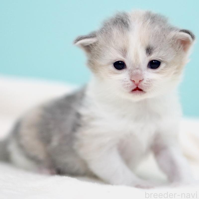 販売中の東京都のサイベリアン-137260の9枚目