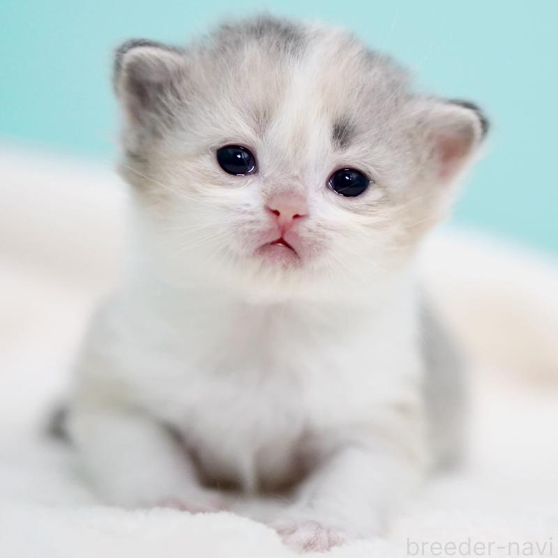 販売中の東京都のサイベリアン-137260の8枚目