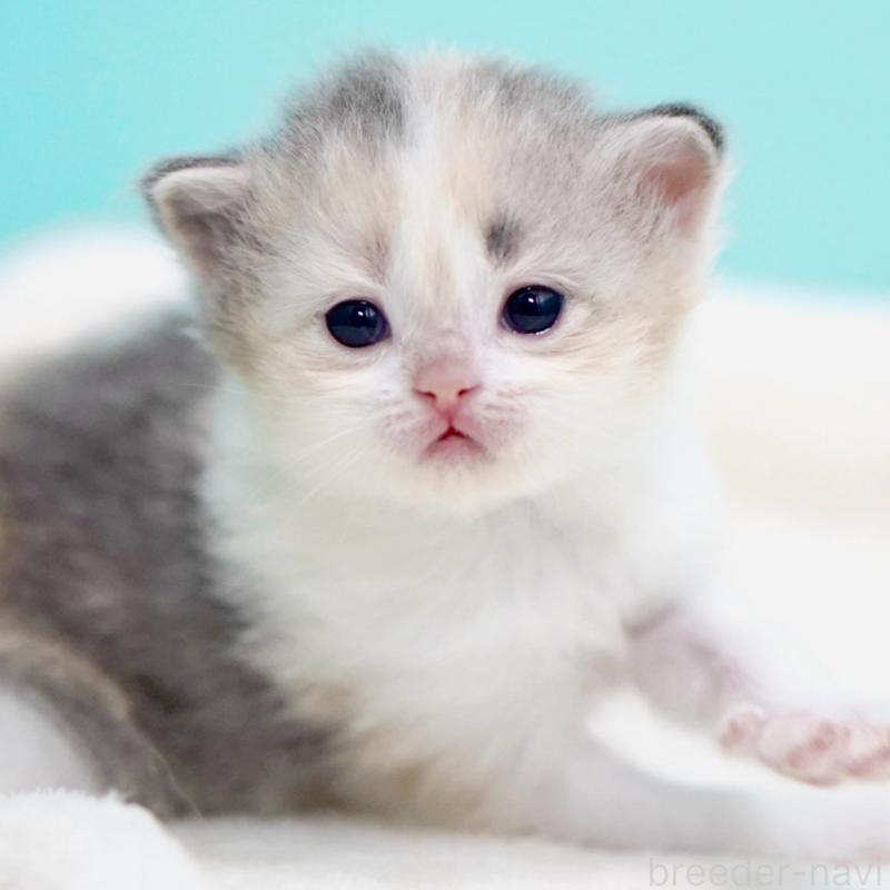 販売中の東京都のサイベリアン-137260の6枚目